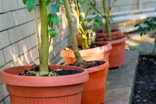 planting camellia