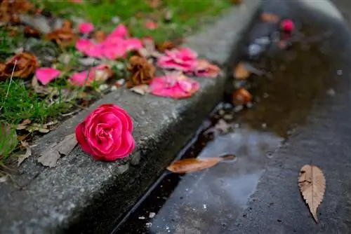 flores-de-camelia-que-se-caen