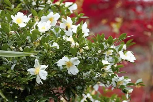 Wanneer blom kamelias? 'n Kleurvolle oorsig van die blomtye