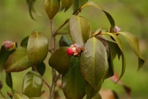 kameelia pruunid laigud