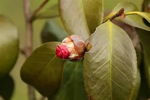 capullos marrones de camelia