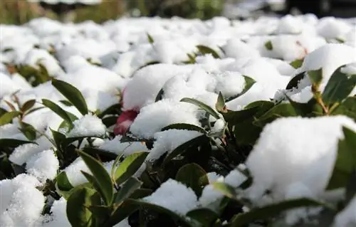 La tua camelia si è congelata? Come salvare il cespuglio