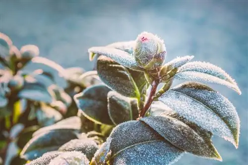 Camellia dalam cuaca beku: Beginilah cara Anda melindungi dan menyelamatkan tanaman Anda