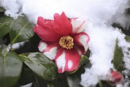 camellia Frost puas tsuaj