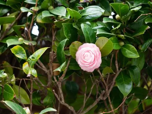 camelia-gele bladeren