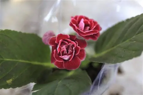 camellia-in-pot