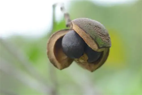 tumutubo ang mga buto ng camellia