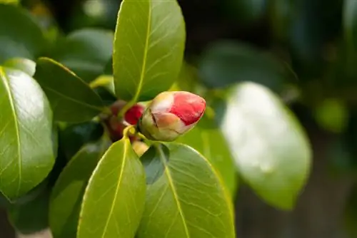 ক্যামেলিয়া কুঁড়ি খোলে না