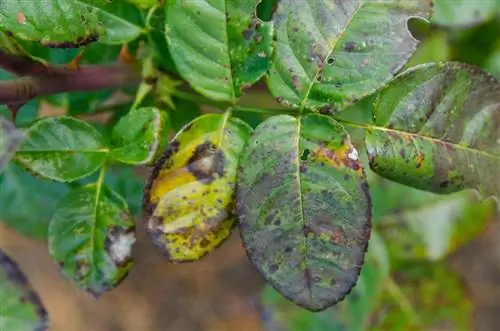 Itim na dahon sa camellias: Paano ayusin ang problema