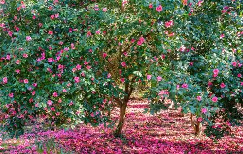 Camellia: Location tips for magnificent flowers