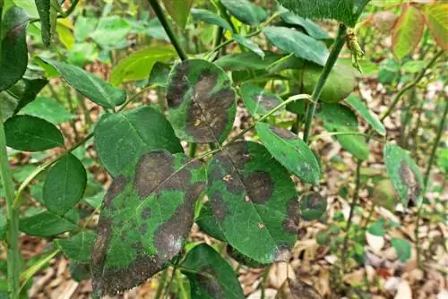 bunga kamelia-lapisan-hitam-di-daun