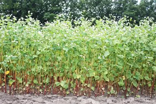 kilimo cha buckwheat