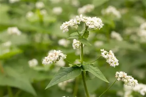 variétés de sarrasin