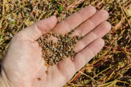 Harvesting buckwheat successfully: What do you have to pay attention to?