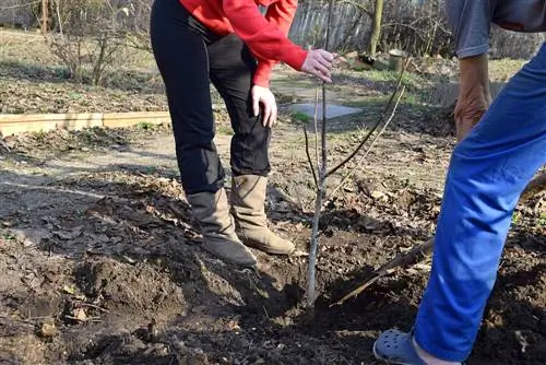 walnotenboom planten