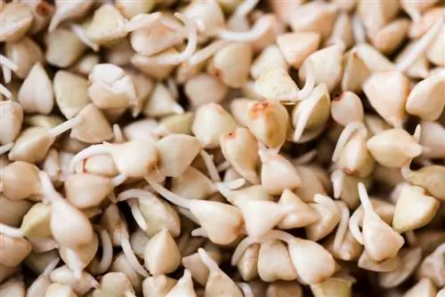 Más saludable con trigo sarraceno germinado: así funciona