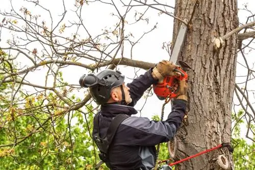 Cutting walnut trees: When you should get involved