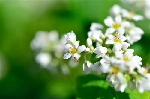 Discover buckwheat flowers: colors, scent and benefits