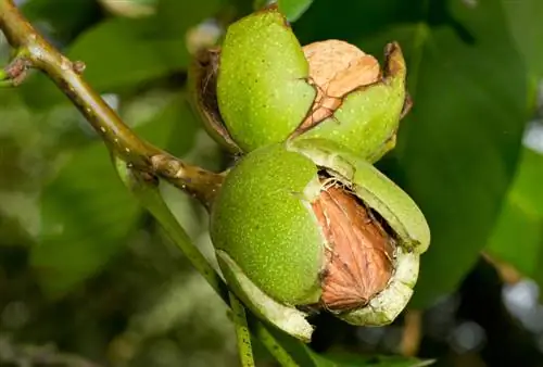 Okkerneutboom spesiale kenmerke