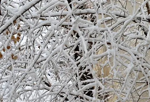 ընկույզի ծառ սառեցված