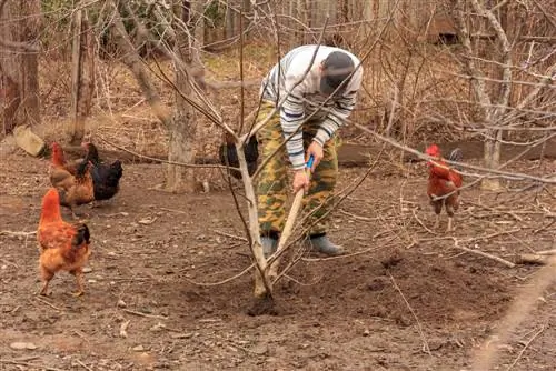 qoz ağacının transplantasiyası