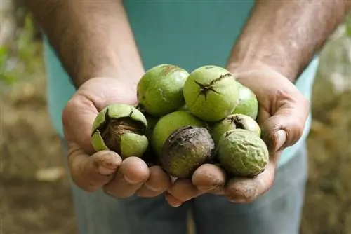 raccolta delle noci