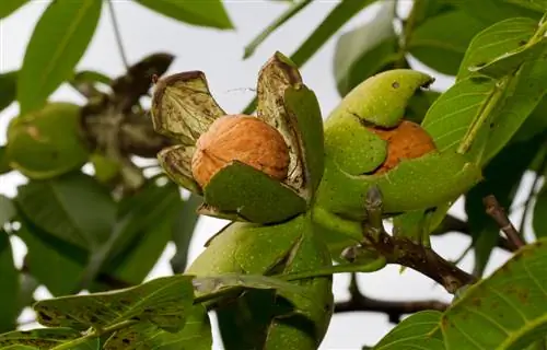 walnut harvest time