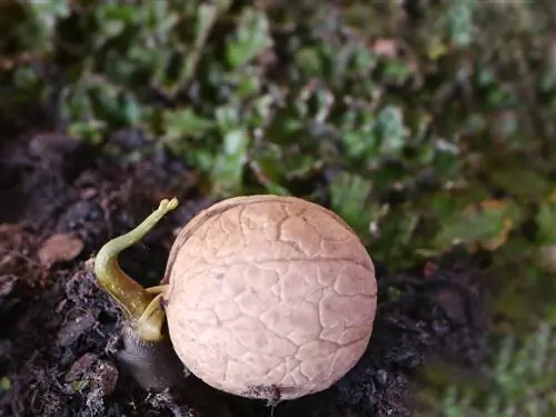 walnut germination