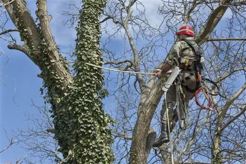 oude-notenboom kappen