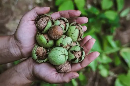 walnut-paglilinis-kamay