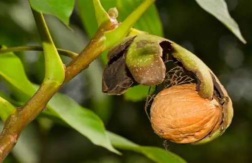 oras ng pagkahinog ng walnut