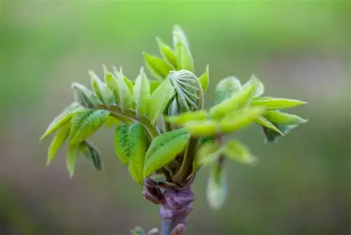 अखरोट का पेड़: वसंत ऋतु में अंकुरण कब शुरू होता है?