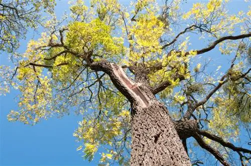 Età e fasi di crescita: la durata della vita del noce