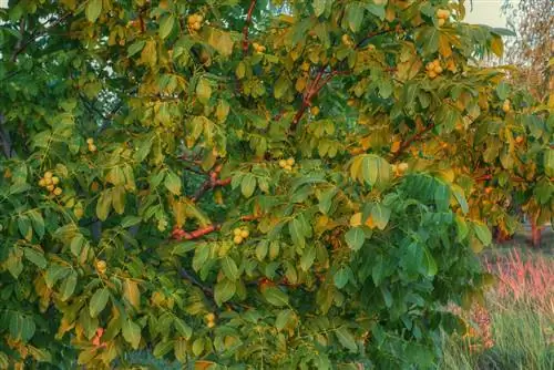 Menggali pokok walnut