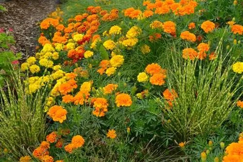 plantes d'herbe zébrée