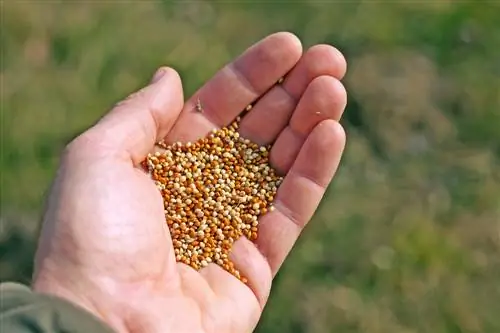 Cultiver du mil : Comment réussir à le cultiver dans son propre jardin