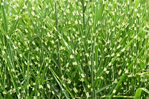 zebra grass privacy screen