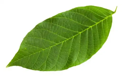 hoja de nogal