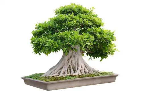 bonsai pokok walnut