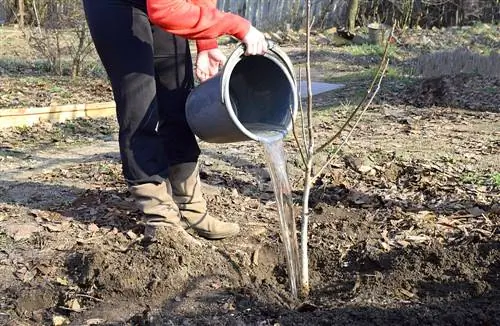 Walnotenbomen bemesten: Zo verzorgt u uw boom optimaal