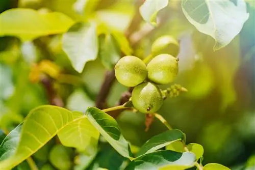 Masaganang pag-aani ng puno ng walnut: Kailan ito mangyayari?