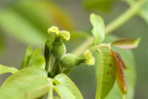 Blossom on the walnut tree - everything you need to know