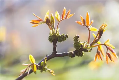 okkerneutboom blomtyd