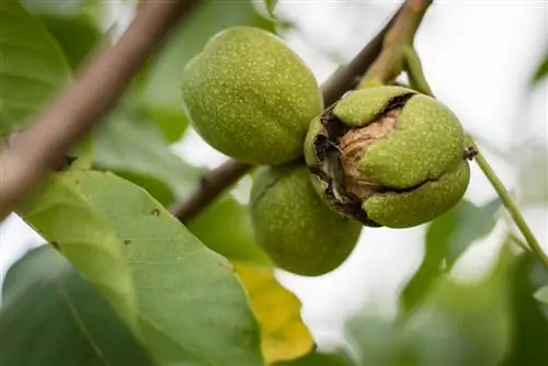 walnut tree fruit