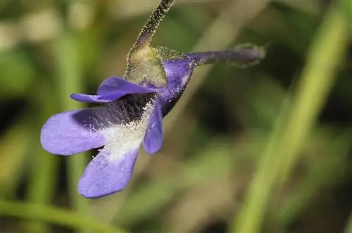 Butterwort: Mantener, cuidar y propagar cazadores de insectos