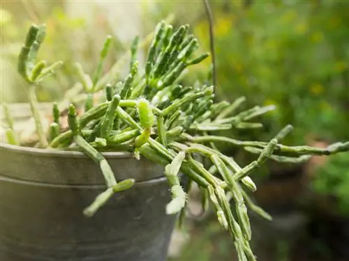 Todo sobre Rhipsalis: el inusual género de cactus