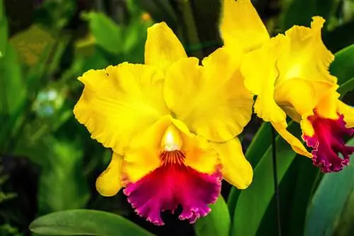 Cattleya orchids: properly care for exotic beauties