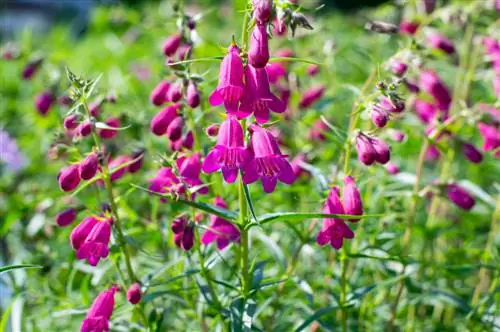 Plantar y cuidar penstemon: Así de fácil