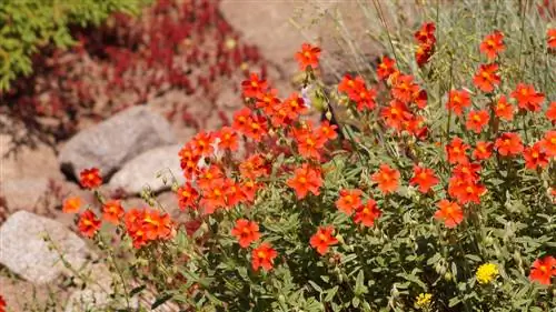 Sunrose: de beste soorten en kleuren voor uw tuin