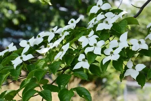 Pragtige Cornus-spesie: blomme, vrugte en pragtige kleure